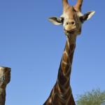 FITS_118 (May 04, 2019)